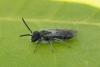 Andrena sp.